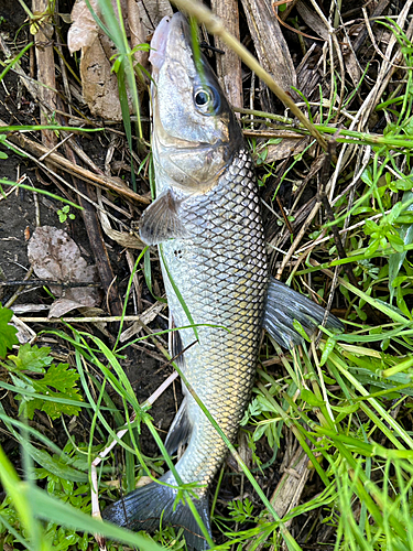 ウグイの釣果