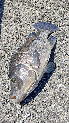 ナイルティラピアの釣果