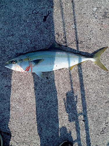 メジロの釣果