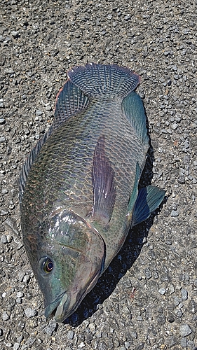 ナイルティラピアの釣果