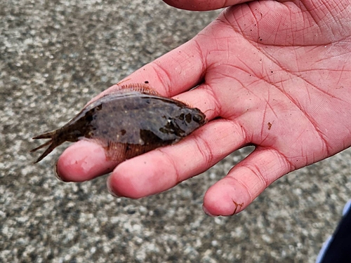 カレイの釣果