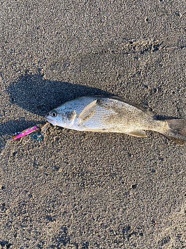 イシモチの釣果