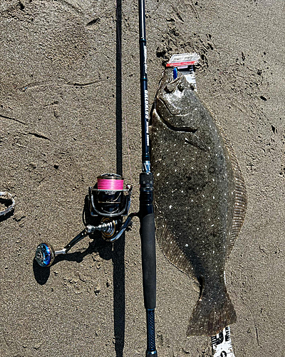 ヒラメの釣果