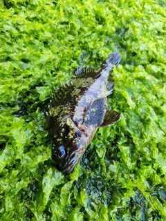 ムラソイの釣果