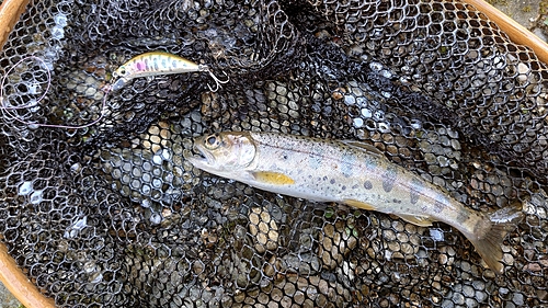 アマゴの釣果