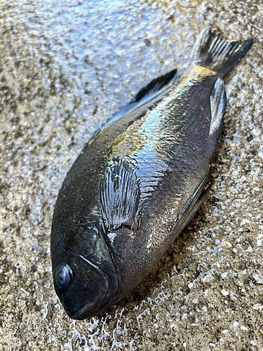 メジナの釣果