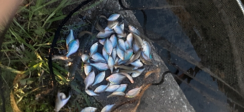 タイリクバラタナゴの釣果