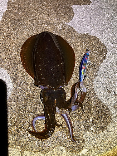 アオリイカの釣果