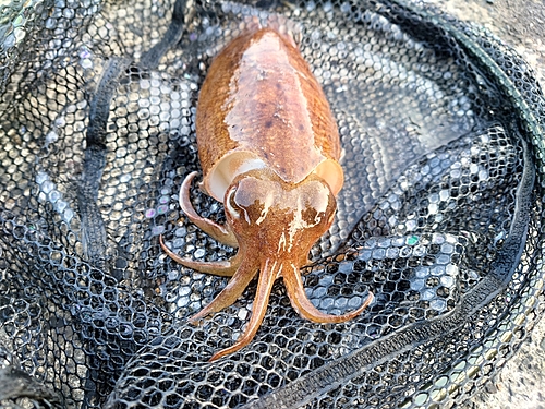 コウイカの釣果