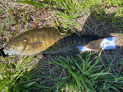 スモールマウスバスの釣果