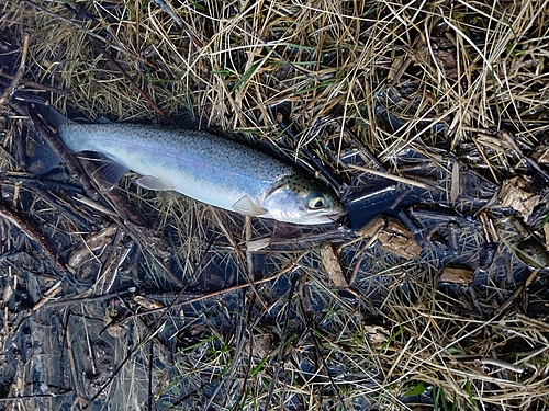 ニジマスの釣果