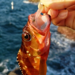 キジハタの釣果