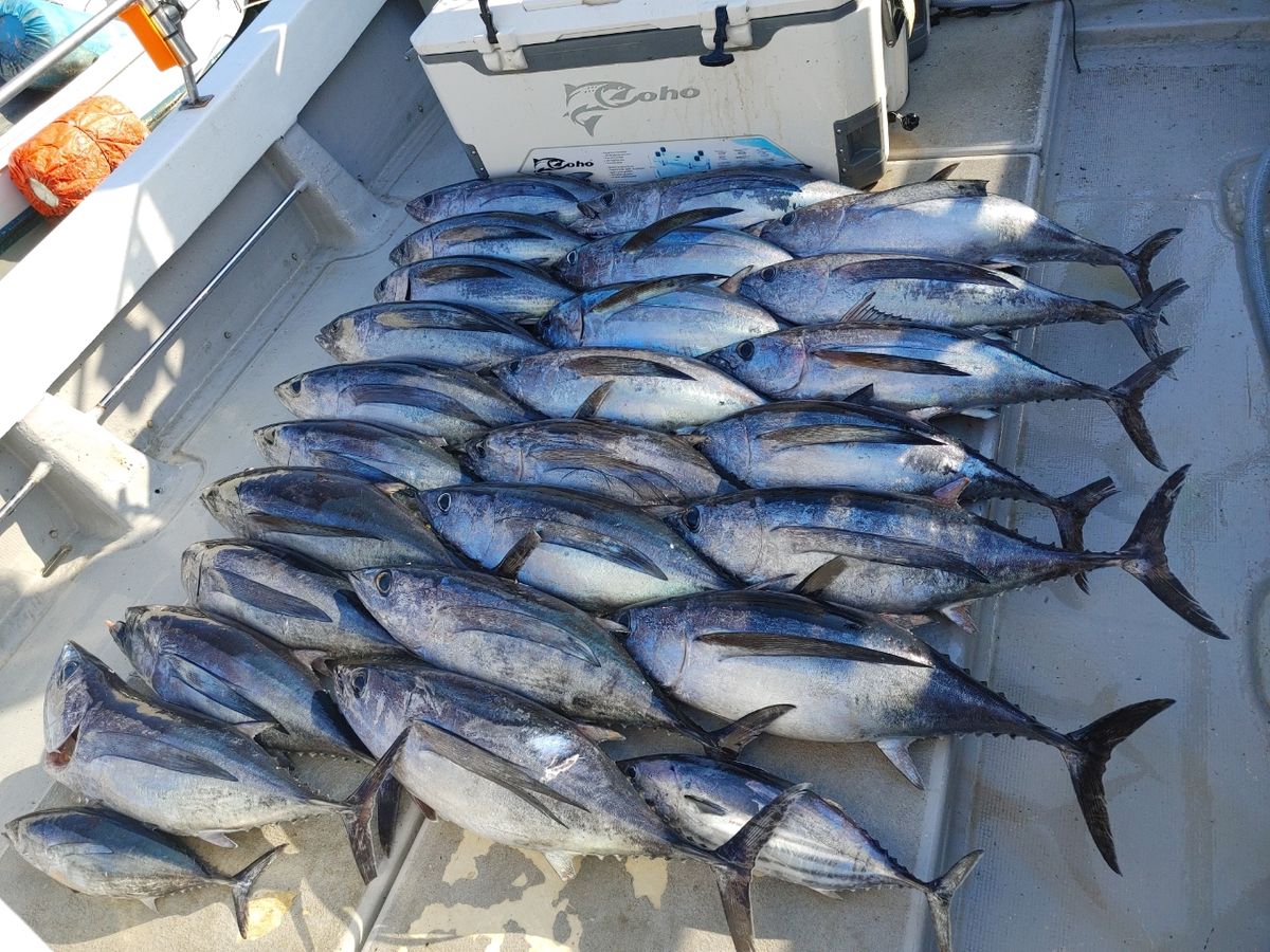 三重県ジギング船　絆さんの釣果 2枚目の画像