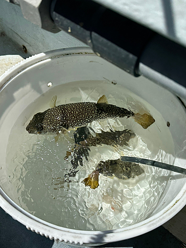 ショウサイフグの釣果