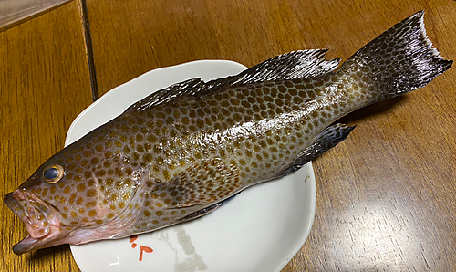 オオモンハタの釣果