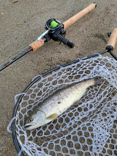 ヤマメの釣果