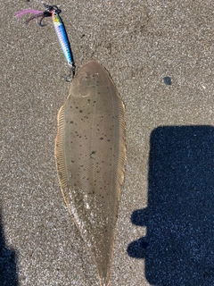 シタビラメの釣果