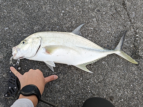 オニヒラアジの釣果