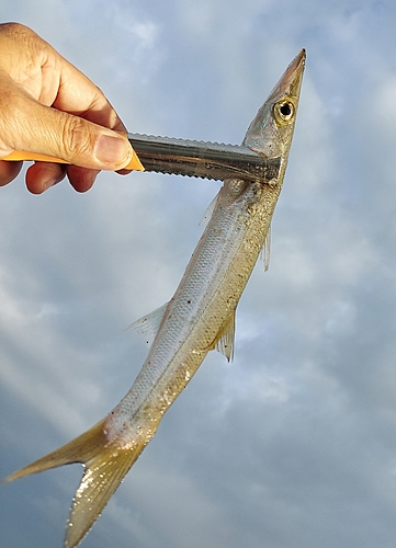 カマスの釣果