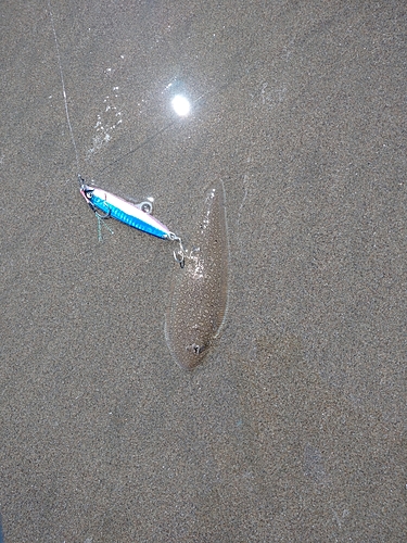 シタビラメの釣果