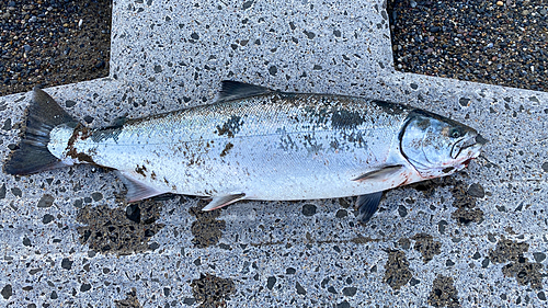 サクラマスの釣果