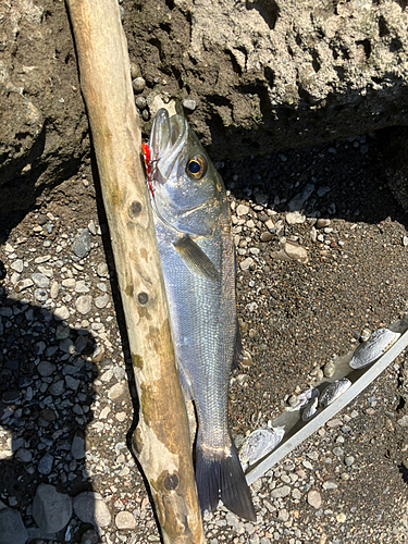 セイゴ（ヒラスズキ）の釣果