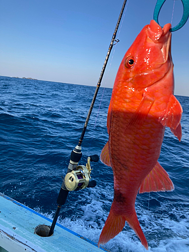 ホウライヒメジの釣果