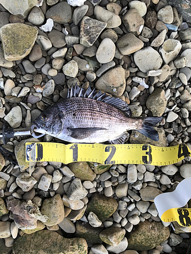 クロダイの釣果