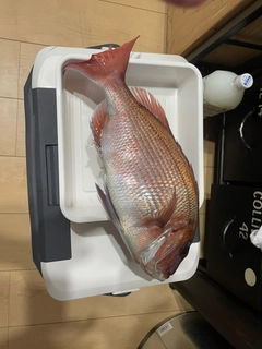 マダイの釣果