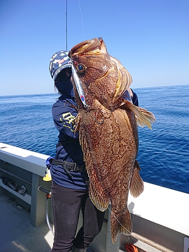 カケハシハタの釣果