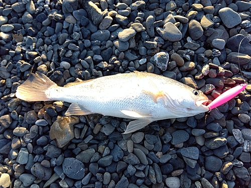 シログチの釣果