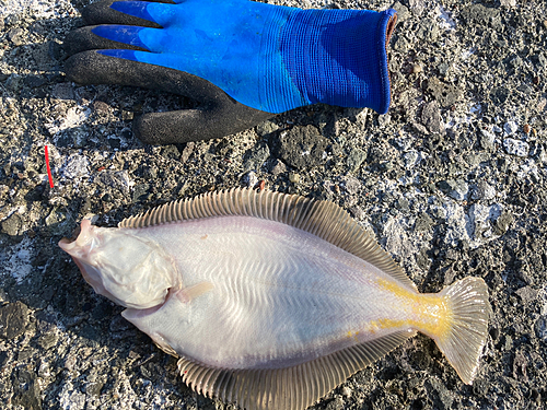 カレイの釣果