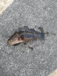 ベッコウゾイの釣果