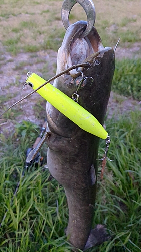 マナマズの釣果