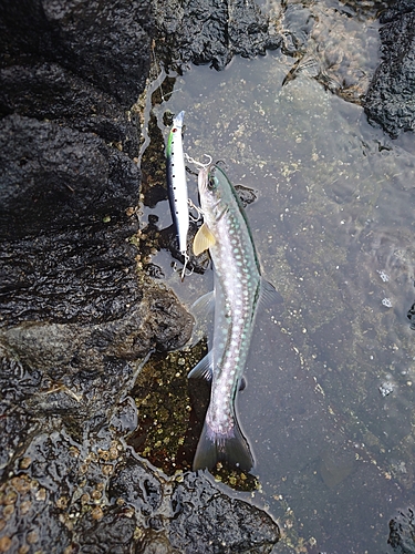 アメマスの釣果