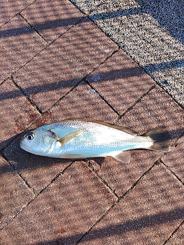 イシモチの釣果