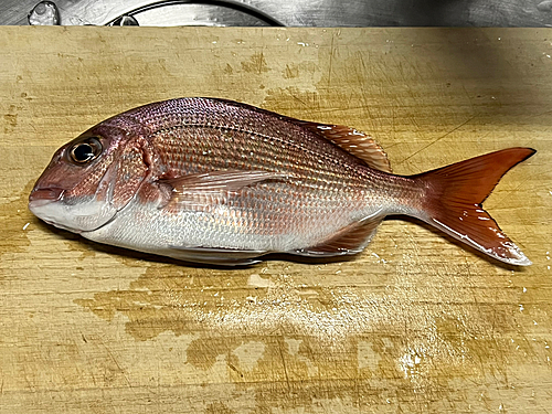 タイの釣果