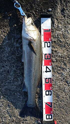 シーバスの釣果