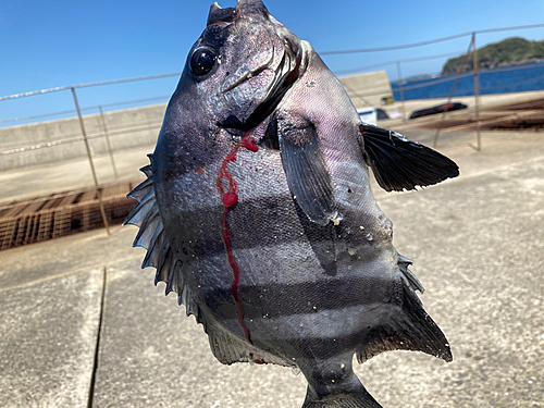 イシダイの釣果