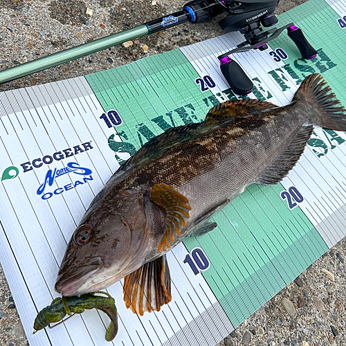 アイナメの釣果