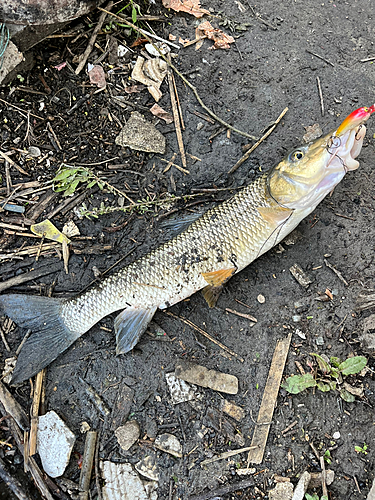 ニゴイの釣果