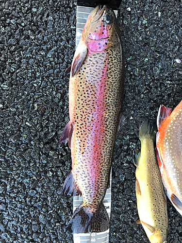 ニジマスの釣果