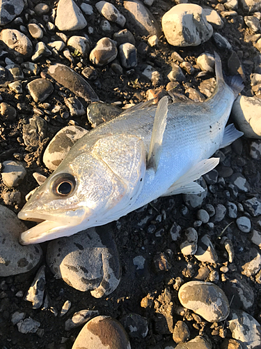 マルスズキの釣果