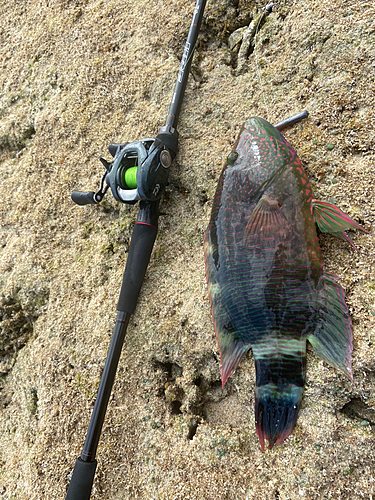 西表島で釣れたベラの釣り・釣果情報 - アングラーズ