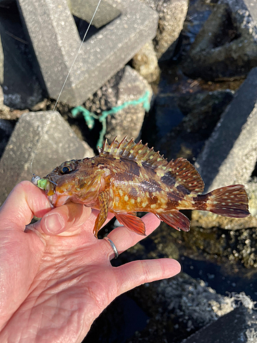 カサゴの釣果