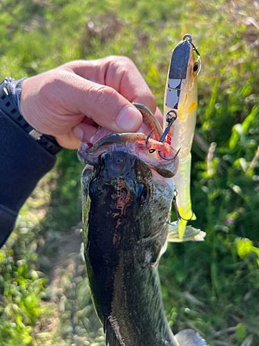 ブラックバスの釣果