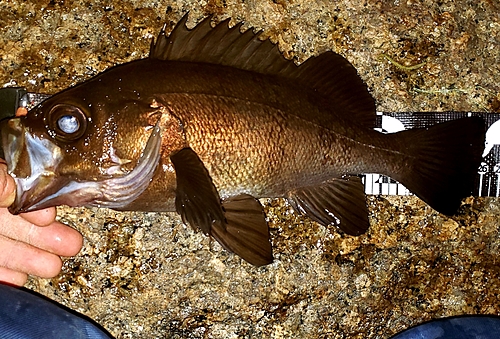 メバルの釣果