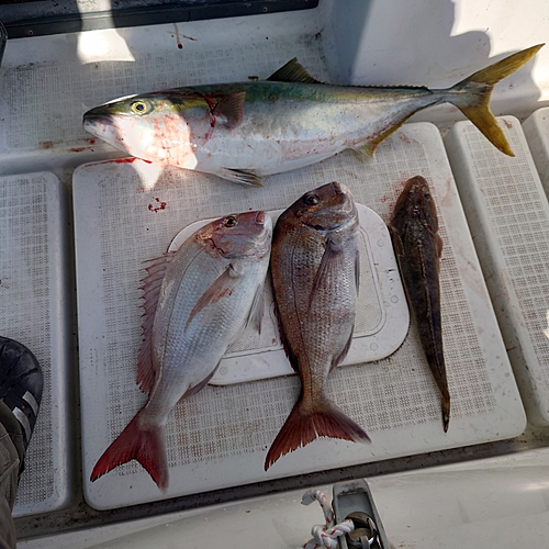 マダイの釣果