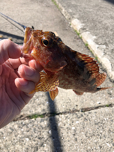 アラカブの釣果