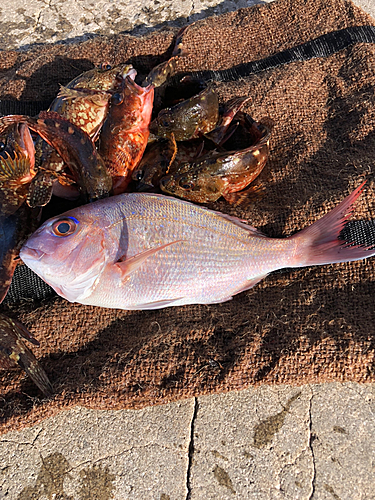 タイの釣果